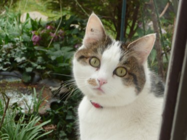 Photographie intitulée "CHATTE" par Cathou-Bazec, Œuvre d'art originale