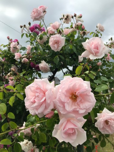 Photographie intitulée "MASSIF DE ROSES" par Cathou-Bazec, Œuvre d'art originale