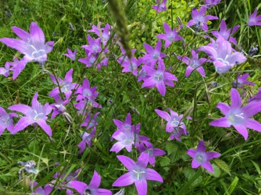 Fotografia intitolato "MASSIF DE FLEURS MA…" da Cathou-Bazec, Opera d'arte originale