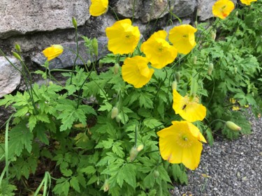 Photographie intitulée "FLEURS JAUNE" par Cathou-Bazec, Œuvre d'art originale