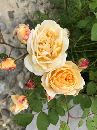 Photographie intitulée "ROSES JAUNE ORANGER" par Cathou-Bazec, Œuvre d'art originale