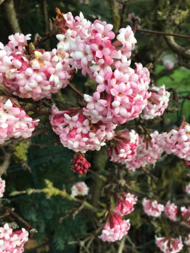 Photographie intitulée "FLEURS famille du J…" par Cathou-Bazec, Œuvre d'art originale