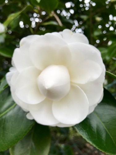 Photographie intitulée "COEUR DE FLEUR DE C…" par Cathou-Bazec, Œuvre d'art originale