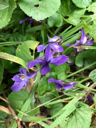 Photography titled "VIOLETTES" by Cathou-Bazec, Original Artwork