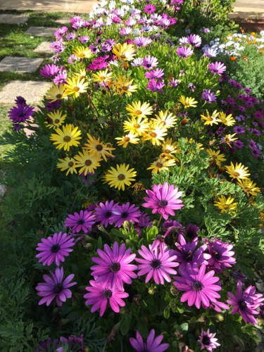 Photographie intitulée "MASSIF  D ASTERS" par Cathou-Bazec, Œuvre d'art originale