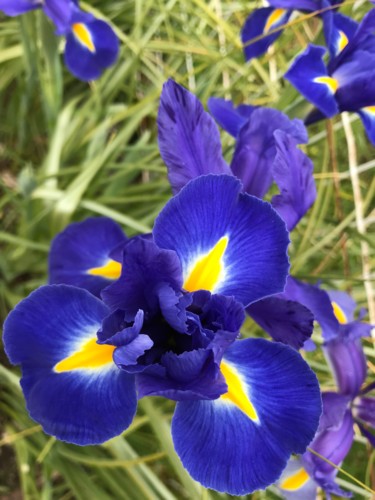 Photographie intitulée "IRIS" par Cathou-Bazec, Œuvre d'art originale