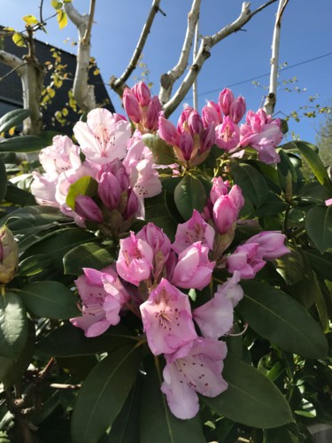 Photographie intitulée "RHODODENDRON" par Cathou-Bazec, Œuvre d'art originale