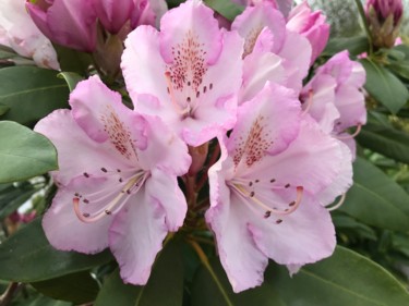 Photography titled "RHODODENDRON" by Cathou-Bazec, Original Artwork