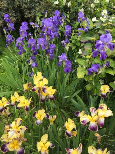 Photographie intitulée "MASSIF D IRIS" par Cathou-Bazec, Œuvre d'art originale