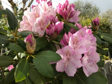 Fotografia intitolato "RHODODENDRON" da Cathou-Bazec, Opera d'arte originale