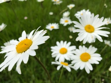 Fotografia intitolato "MARGUERITES" da Cathou-Bazec, Opera d'arte originale