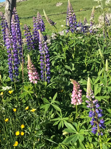 Photographie intitulée "LUPINS" par Cathou-Bazec, Œuvre d'art originale