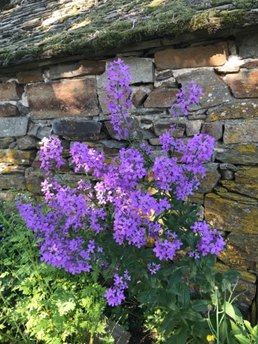 Photography titled "MASSIF DE FLEURS" by Cathou-Bazec, Original Artwork