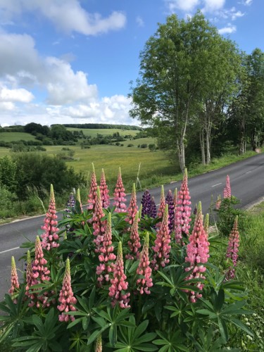 Photography titled "LUPINS" by Cathou-Bazec, Original Artwork