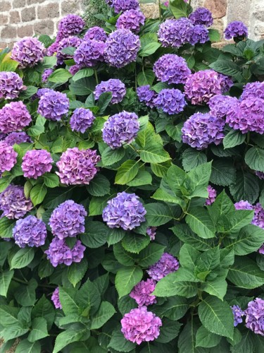 Photographie intitulée "MAsSIF D HORTENSIAS" par Cathou-Bazec, Œuvre d'art originale, Photographie non manipulée