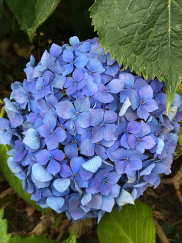 Fotografia intitolato "HORTENSIA" da Cathou-Bazec, Opera d'arte originale, Fotografia digitale