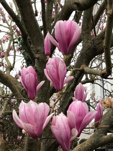 Photographie intitulée "MAGNOLIAS" par Cathou-Bazec, Œuvre d'art originale, Photographie non manipulée