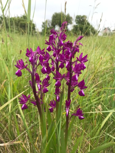 Photographie intitulée "ORCHIDÉE SAUVAGE" par Cathou-Bazec, Œuvre d'art originale, Photographie non manipulée