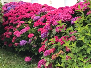 Photographie intitulée "HORTENSIAS haie" par Cathou-Bazec, Œuvre d'art originale, Photographie non manipulée