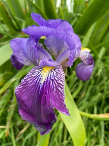 Photography titled "IRIS violet" by Cathou-Bazec, Original Artwork, Non Manipulated Photography