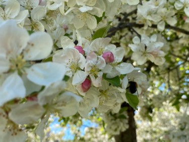 Photographie intitulée "FLEURS de POMMIER d…" par Cathou-Bazec, Œuvre d'art originale, Photographie non manipulée