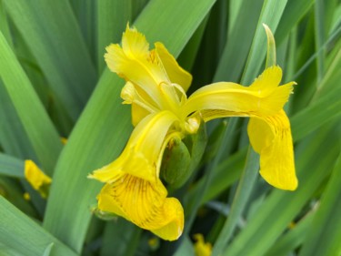 Fotografie getiteld "Un IRIS d EAU" door Cathou-Bazec, Origineel Kunstwerk, Niet gemanipuleerde fotografie