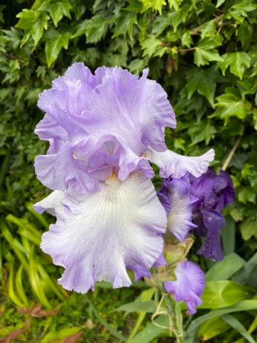 Photographie intitulée "IRIS aux 4 couleurs" par Cathou-Bazec, Œuvre d'art originale, Photographie non manipulée