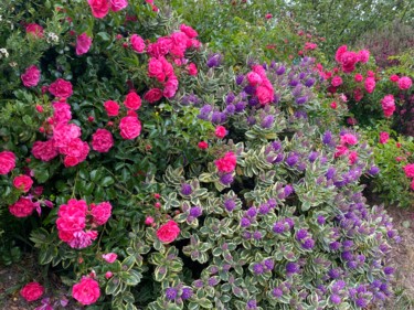 Photographie intitulée "MASSIF BIEN FLEURI" par Cathou-Bazec, Œuvre d'art originale, Photographie non manipulée