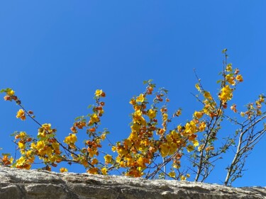 Fotografie getiteld "Fremontodendron cal…" door Cathou-Bazec, Origineel Kunstwerk, Digitale fotografie