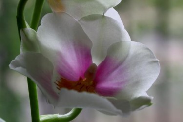 Photography titled "orchidée phalaenops…" by Catherine Langlais, Original Artwork