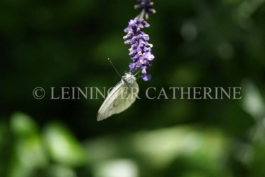 Photographie intitulée "Papillon" par Catherine Leininger, Œuvre d'art originale