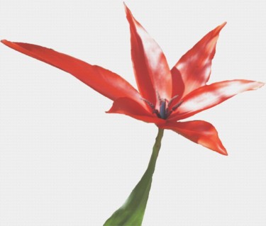 Photographie intitulée "Tulipe" par Catherine Leininger, Œuvre d'art originale