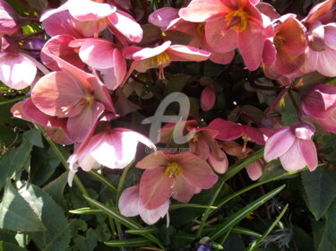 Photographie intitulée "helebore rose" par Catherine Cabé (CAT.), Œuvre d'art originale