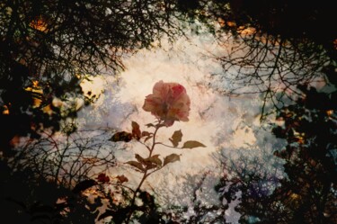 Fotografía titulada "Rose sur fond de br…" por Cchaudfrere, Obra de arte original, Fotografía manipulada