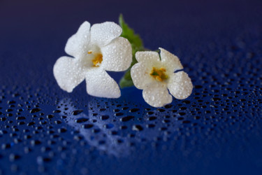 Fotografie getiteld "Witte bloemen op bl…" door Cor De Hamer, Origineel Kunstwerk, Digitale fotografie