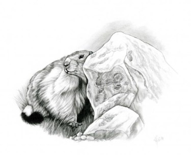 Drawing titled "Marmotte" by Cécile Aquisti, Original Artwork