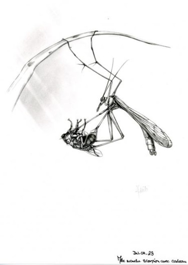 Drawing titled "Mouche-scorpion" by Cécile Aquisti, Original Artwork