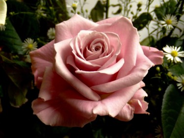 Photographie intitulée "LA ROSE ROSE" par Cecilia Teodoru, Œuvre d'art originale