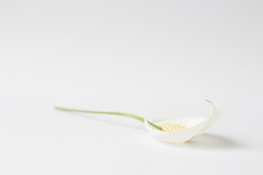 Photographie intitulée "Spathiphyllum" par Cecilia Canal-Feijóo, Œuvre d'art originale, Photographie numérique