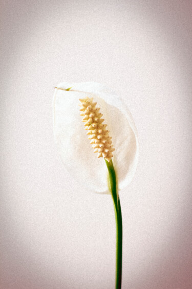 Photography titled "Spathiphyllum II" by Cecilia Canal-Feijóo, Original Artwork, Digital Photography