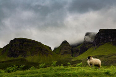 Fotografia zatytułowany „Sheep in the Scotla…” autorstwa Cédric Brion (Studio Clavicule Pics), Oryginalna praca, Fotografia…