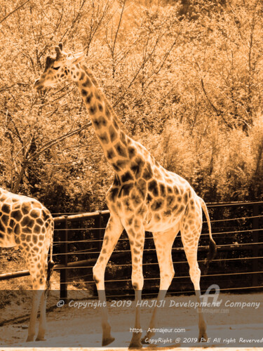 Fotografia intitolato "Une agile girafe et…" da Cédric Hajiji, Opera d'arte originale, Fotografia manipolata