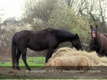 Fotografia zatytułowany „Horse humour and ha…” autorstwa Cédric Hajiji, Oryginalna praca, Fotografia cyfrowa