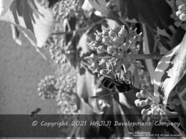 Fotografia zatytułowany „Hornet upside down…” autorstwa Cédric Hajiji, Oryginalna praca, Fotografia cyfrowa