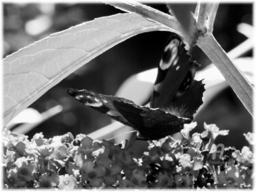 Photographie intitulée "Papillon PAON et se…" par Cédric Hajiji, Œuvre d'art originale, Photographie numérique