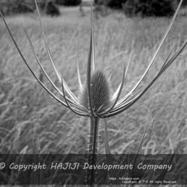 Фотография под названием "ULTRA sharp spiky p…" - Cédric Hajiji, Подлинное произведение искусства, Цифровая фотография