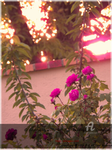 Fotografia intitolato "Red magenta roses a…" da Cédric Hajiji, Opera d'arte originale, Fotografia digitale