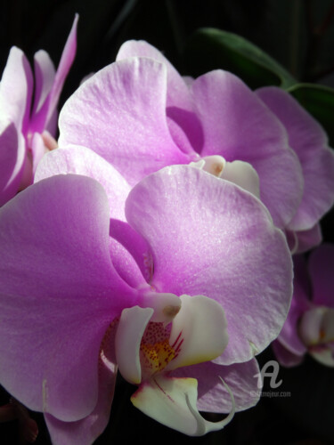 Fotografie mit dem Titel "Orchids selective f…" von Cédric Hajiji, Original-Kunstwerk, Digitale Fotografie