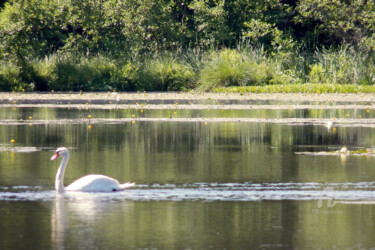 Фотография под названием "Nice adult swan in…" - Cédric Hajiji, Подлинное произведение искусства, Цифровая фотография