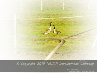 Fotografia intitolato "Two brenta geese in…" da Cédric Hajiji, Opera d'arte originale, Fotografia digitale
